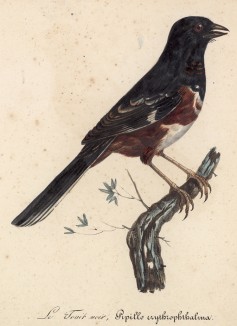 Тоухи красноглазый (Pipilo erythrophthalmus (лат.)) (лист из альбома литографий "Галерея птиц... королевского сада", изданного в Париже в 1822 году)