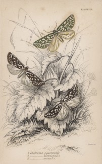 Мотыльки 1. Dichroma equestralis 2. D. Histrionalis 3. D. Arcualis (лат.) (лист 30 XXXVII тома "Библиотеки натуралиста" Вильяма Жардина, изданного в Эдинбурге в 1843 году)