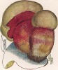 Сатанинский гриб, или болет, Boletus Catanas Lenz. (лат.). Дж.Бресадола, Funghi mangerecci e velenosi, т.II, л.172. Тренто, 1933