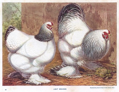 Курица и петух породы светлая брама. The New Book of Poultry. Лондон, 1902