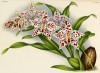 Орхидея ODONTOGLOSSUM CRISPUM (лат.) (лист DLXV Lindenia Iconographie des Orchidées - обширнейшей в истории иконографии орхидей. Брюссель, 1897)