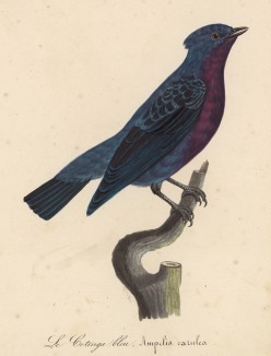 Синий котинга (Ampelis coerulea (лат.)) (лист из альбома литографий "Галерея птиц... королевского сада", изданного в Париже в 1822 году)