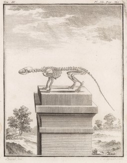Скелет (лист XL иллюстраций к девятому тому знаменитой "Естественной истории" графа де Бюффона, изданному в Париже в 1761 году)