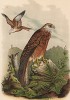 Красный коршун в 1/3 натуральной величины (лист VII красивой работы Оскара фон Ризенталя "Хищные птицы Германии...", изданной в Касселе в 1894 году)