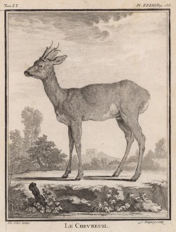 Косуля (лист XXXIII иллюстраций ко второму тому знаменитой "Естественной истории" графа де Бюффона, изданному в Париже в 1749 году)