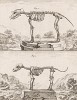 Скелеты собак (лист LI иллюстраций к пятому тому знаменитой "Естественной истории" графа де Бюффона, изданному в Париже в 1755 году)