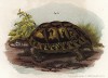 Греческая черепаха Testudo graeca (лат.) (из Naturgeschichte der Amphibien in ihren Sämmtlichen hauptformen. Вена. 1864 год)