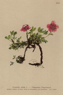 Лапчатка блестящая (Potentilla nitida (лат.)) (из Atlas der Alpenflora. Дрезден. 1897 год. Том III. Лист 220)