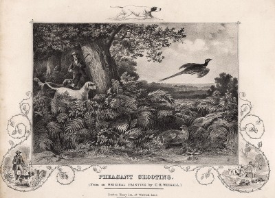 Охота на фазана в Англии. The Book of Field Sports and Library of Veterinary Knowledge. Лондон, 1864