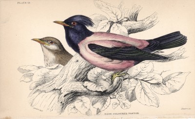 Розовый скворец (Pastor roseus (лат.)) (лист 14 тома XXV "Библиотеки натуралиста" Вильяма Жардина, изданного в Эдинбурге в 1839 году)