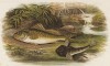 Рыба-ёрш и подкаменщик (иллюстрация к "Пресноводным рыбам Британии" -- одной из красивейших работ 70-х гг. XIX века, выполненных в технике хромолитографии)