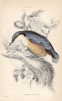 Обыкновенный поползень, или ямщик (Sitta Europea (лат.)) (лист 22 тома XXV "Библиотеки натуралиста" Вильяма Жардина, изданного в Эдинбурге в 1839 году)