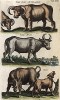 Дикий бык (тур), африканский буйвол, вол. Historia naturalis. Амстердам, 1657
