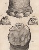 Слоновьи ножки, пальчики и их устройство (лист II иллюстраций к одиннадцатому тому знаменитой "Естественной истории" графа де Бюффона, изданному в Париже в 1764 году)