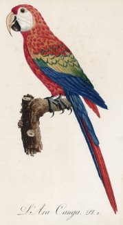 Красный ара, или араканга (лист 2 иллюстраций к первому тому Histoire naturelle des perroquets Франсуа Левальяна. Изображения попугаев из этой работы считаются одними из красивейших в истории. Париж. 1801 год)