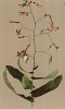 Косогорник пурпуровый (Prenanthes purpurea (лат.)) (из Atlas der Alpenflora. Дрезден. 1897 год. Том V. Лист 489)