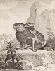 Ангорский кролик в период линьки (лист XL иллюстраций ко второму тому знаменитой "Естественной истории" графа де Бюффона, изданному в Париже в 1749 году)