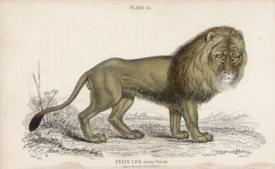 Азиатский лев (Felis Leo (лат.)) из зоопарка в Сурри (лист 3* тома III "Библиотеки натуралиста" Вильяма Жардина, изданного в Эдинбурге в 1834 году)