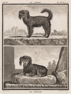 Вверху собачка-негодяйка (Le gredin в современном французском языке значит негодяй; подлец, мерзавец, прохвост), внизу -- Le pyrame (лист XV иллюстраций ко второму тому "Естественной истории" графа де Бюффона, изданному в Париже в 1749 году)
