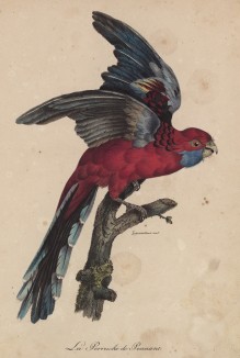 Красная розелла (лист из альбома литографий "Галерея птиц... королевского сада", изданного в Париже в 1822 году)