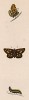 Бабочка панискус (лат. Papilio Paniscus) и её гусеница. History of British Butterflies Френсиса Морриса. Лондон, 1870, л.72