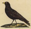 Татарский жаворонок (лист из альбома литографий "Галерея птиц... королевского сада", изданного в Париже в 1825 году)