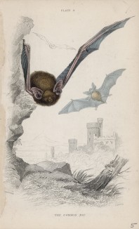 Обыкновенная летучая мышь Scotophilus Murinus (лат.) (лист 4 тома VII "Библиотеки натуралиста" Вильяма Жардина, изданного в Эдинбурге в 1838 году)