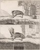 Летучие мыши: fer-à-cheval (фр.) (вверху) и ушан (лист XVII иллюстраций к восьмому тому знаменитой "Естественной истории" графа де Бюффона, изданному в Париже в 1760 году)