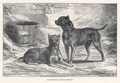 Английские терьеры как они выглядели до середины XIX века (из "Книги собак" Веро Шоу, изданной в Лондоне в 1881 году)