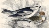 Пуночка, или снежный подорожник — птица из семейства овсянковые, гнездящаяся в тундрах Старого и Нового Света (Plectrophanes nivalis (лат.)) (лист 18 тома XXV "Библиотеки натуралиста" Вильяма Жардина, изданного в Эдинбурге в 1839 году)
