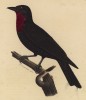 Манакиновый плодоед (Querula rubacollis (лат.)) (лист из альбома литографий "Галерея птиц... королевского сада", изданного в Париже в 1822 году)
