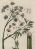 Цикута (кошачья петрушка, вяха, омег, омежник, водяная бешеница, мутник, собачий дягиль, гориголова, свиная вошь и т.п.) -- одно из самых ядовитых растений (лист 574a "Гербария" Элизабет Блеквелл, изданного в Нюрнберге в 1760 году)