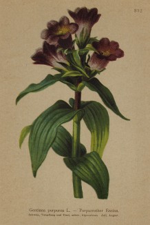 Горечавка пурпурная (Gentiana purpurea (лат.)) (из Atlas der Alpenflora. Дрезден. 1897 год. Том IV. Лист 332)