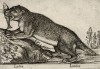 Выдра (лист из альбома Nova raccolta de li animali piu curiosi del mondo disegnati et intagliati da Antonio Tempesta... Рим. 1651 год)