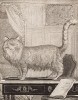 Ангорская кошка (лист XXVI иллюстраций ко второму тому знаменитой "Естественной истории" графа де Бюффона, изданному в Париже в 1749 году)