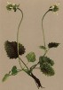 Чистец германский (Stachys alopecuros (лат.)) (из Atlas der Alpenflora. Дрезден. 1897 год. Том IV. Лист 361)