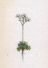 Крупка холодная (Draba frigida (лат.)) (лист 64 известной работы Йозефа Карла Вебера "Растения Альп", изданной в Мюнхене в 1872 году)