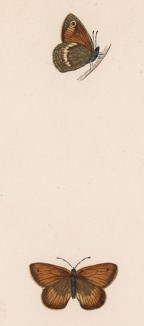 Бабочка сенница обыкновенная, или сенница памфил, или малый жёлтый сатир (лат. Papilio pamphilus). History of British Butterflies Френсиса Морриса. Лондон, 1870, л.21