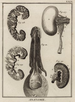 Анатомия. Почка по Нюку, Буртину и Руишу. (Ивердонская энциклопедия. Том I. Швейцария, 1775 год)