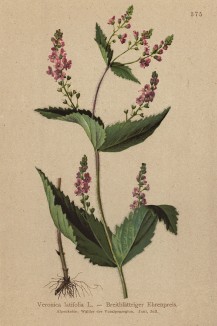 Вероника широколистная (Veronica latifolia (лат.)) (из Atlas der Alpenflora. Дрезден. 1897 год. Том IV. Лист 375)