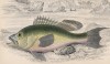 Бурый каменный окунь, или полиприон обыкновенный (Centropristes nigricans (лат.)) (лист 28 XXIX тома "Библиотеки натуралиста" Вильяма Жардина, изданного в Эдинбурге в 1835 году