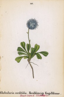 Шаровница сердцевиднолистная (Globularia cordifolia (лат.)) (лист 367 известной работы Йозефа Карла Вебера "Растения Альп", изданной в Мюнхене в 1872 году)
