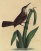 Крапивник длинноклювый (лист из альбома литографий "Галерея птиц... королевского сада", изданного в Париже в 1825 году)