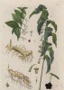 Купена, или соломонова печать (Polygonatum (лат.)) из семейства лилейные (Liliaceae) (лист 251 "Гербария" Элизабет Блеквелл, изданного в Нюрнберге в 1757 году)