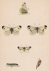 Бабочка брюквенница, или белянка брюквенная (лат. Papilio napi), её гусеница и куколка. History of British Butterflies Френсиса Морриса. Лондон, 1870, л.9