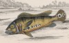 Крупная цихлида (Cychla monoculus (лат.)) (лист 26 тома XL "Библиотеки натуралиста" Вильяма Жардина, изданного в Эдинбурге в 1860 году)
