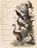 Отряды класса птиц (иллюстрация к работе Ахилла Конта Musée d'histoire naturelle, изданной в Париже в 1854 году)