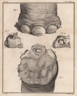 Слоновьи ножки, пальчики и их устройство (лист II иллюстраций к одиннадцатому тому знаменитой "Естественной истории" графа де Бюффона, изданному в Париже в 1764 году)