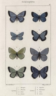 Бабочки рода Lucaena: Meleager (1), Pheretes (2), Dolus (3), Damon (4), Argiolus (5), Euphemus (6), Iolas (7), Arion (8)(лат.) (лист 26)
