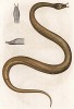 Герпетон (Herpeton tentaculatum (лат.)), или щупальценосная змея из Индокитая. На теле этих змей живут водоросли, образуя "шубу", маскирующую их на дне водоёма (из Naturgeschichte der Amphibien in ihren Sämmtlichen hauptformen. Вена. 1864 год)